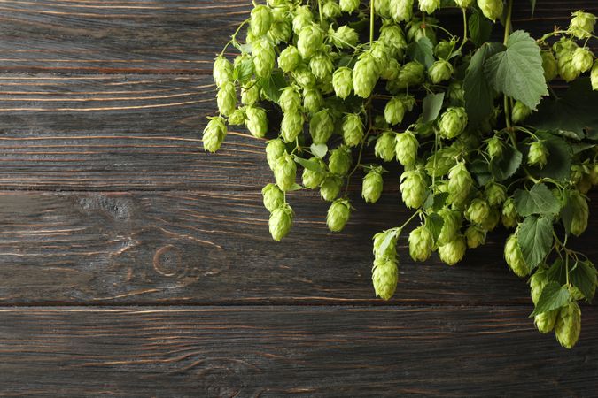 Branches of hop on wooden background, space for text