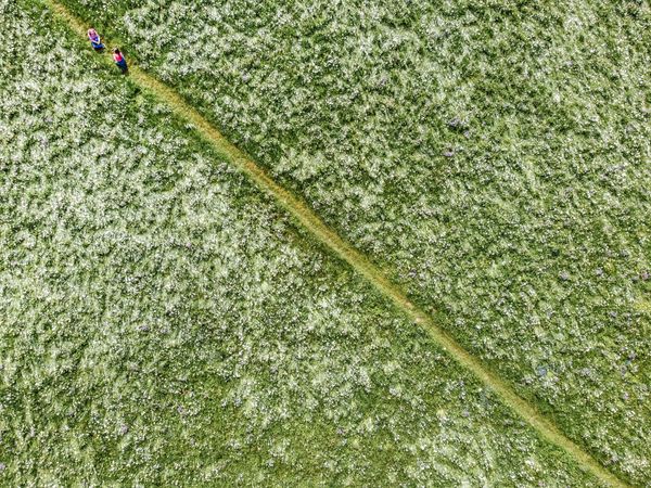 Two people walking in green grass field