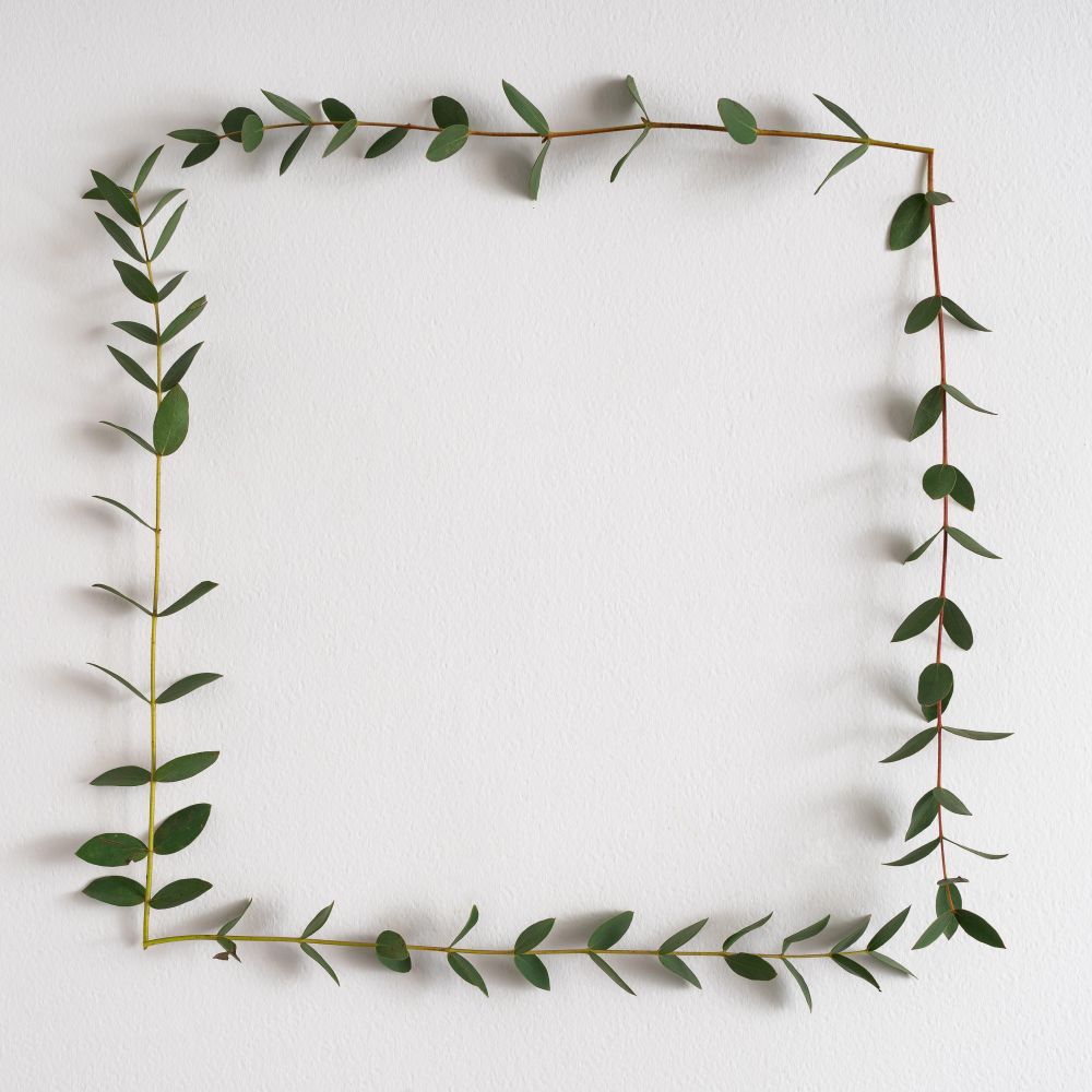 Eucalyptus leaves frame on light  background