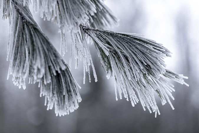 Close up of frost on evergreen needles