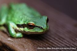Small green frog on wooden table 4dV1A0