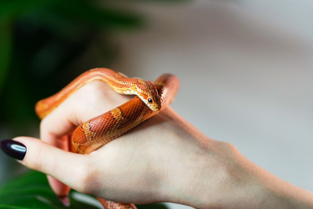 Corn snake wrapped around female hand