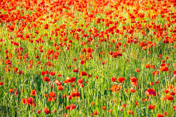 Field of poppies in a green park