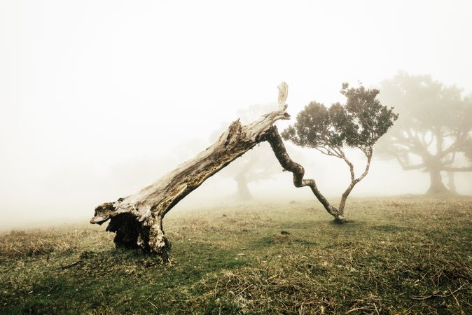 A tipped over madeira tree on a foggy day