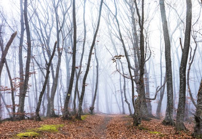 Misty barren autumnal  forest