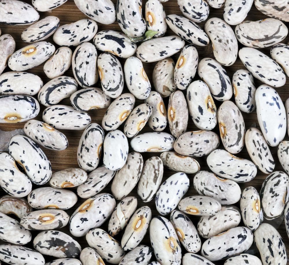 Dried green pole beans in filled frame format