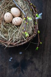 Close up f bird's nest on wooden table