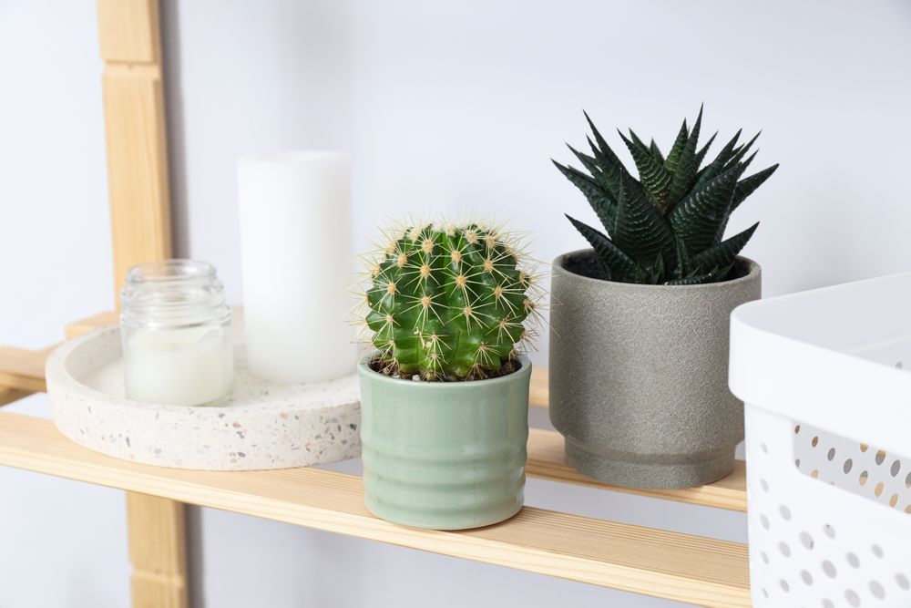 Cozy hobby - growing indoor plants at home