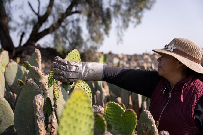 An adult woman is harvesting nopal tunas with the hands wearing a hat. Close up