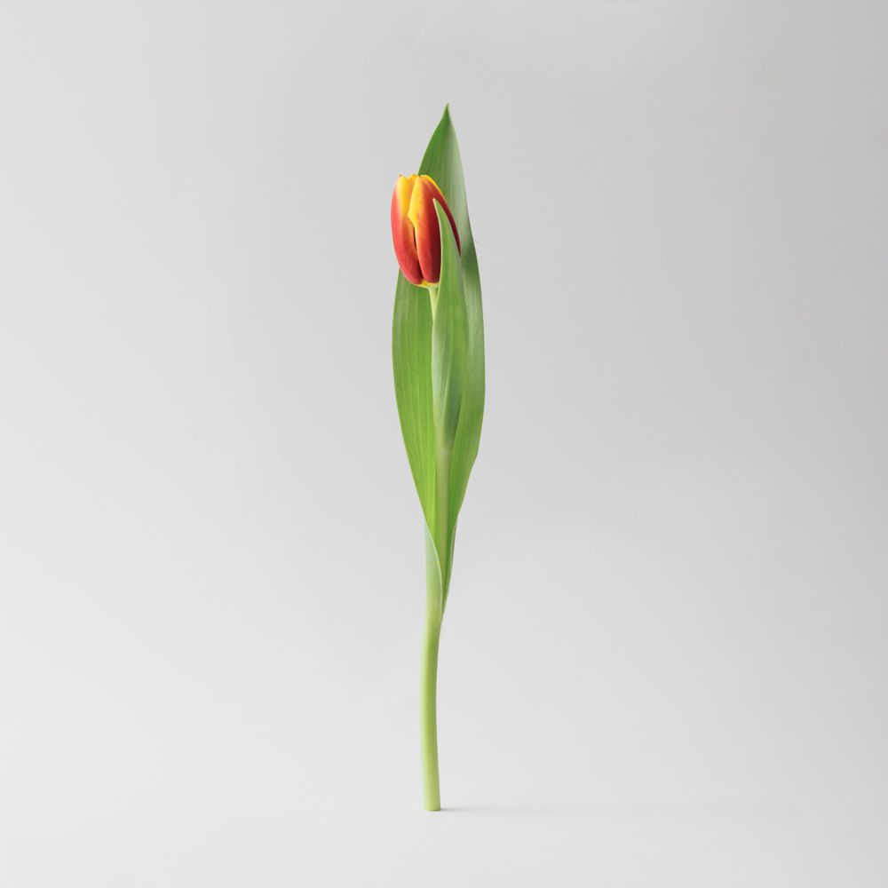 Tulip on light background