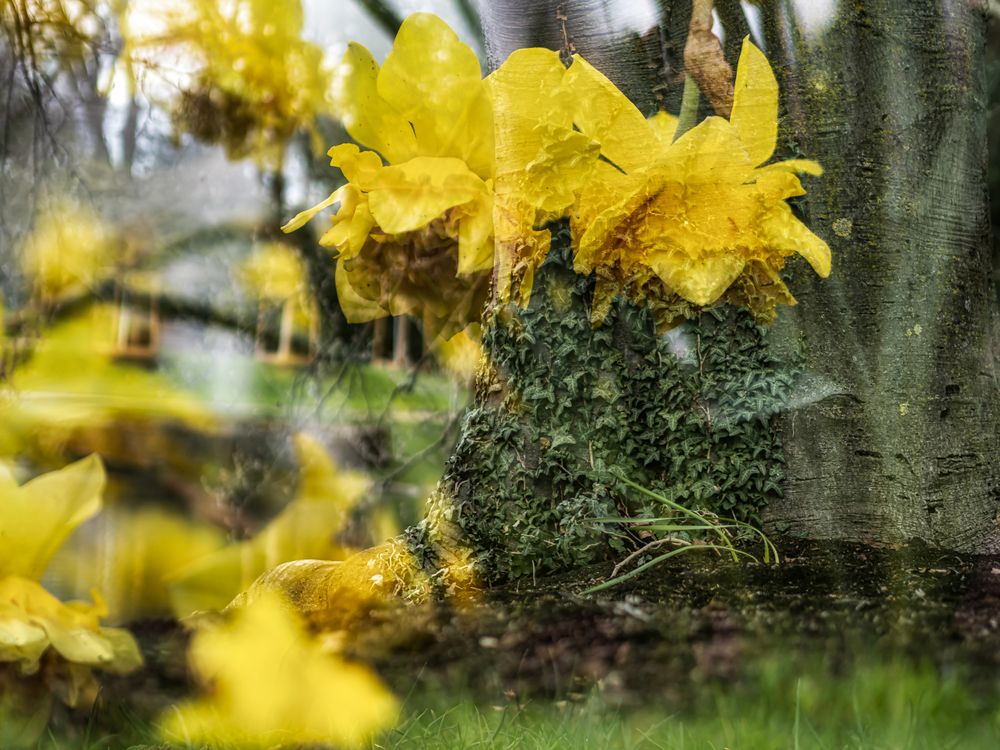 Blooming Orangerie park in Strasbourg. Magnolias, tulips, roses. Double exposure. Postcard.