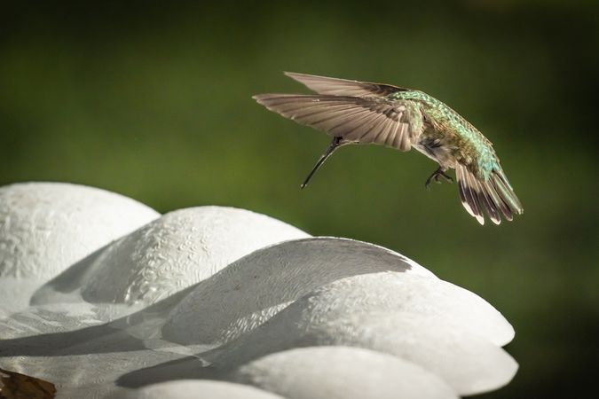 Hummingbird in Flight