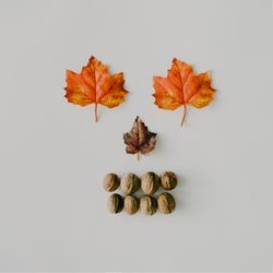 Autumnal leaves and nuts making skeleton face on light background