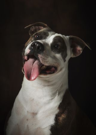 Strong attentive spotted Amstaff dog