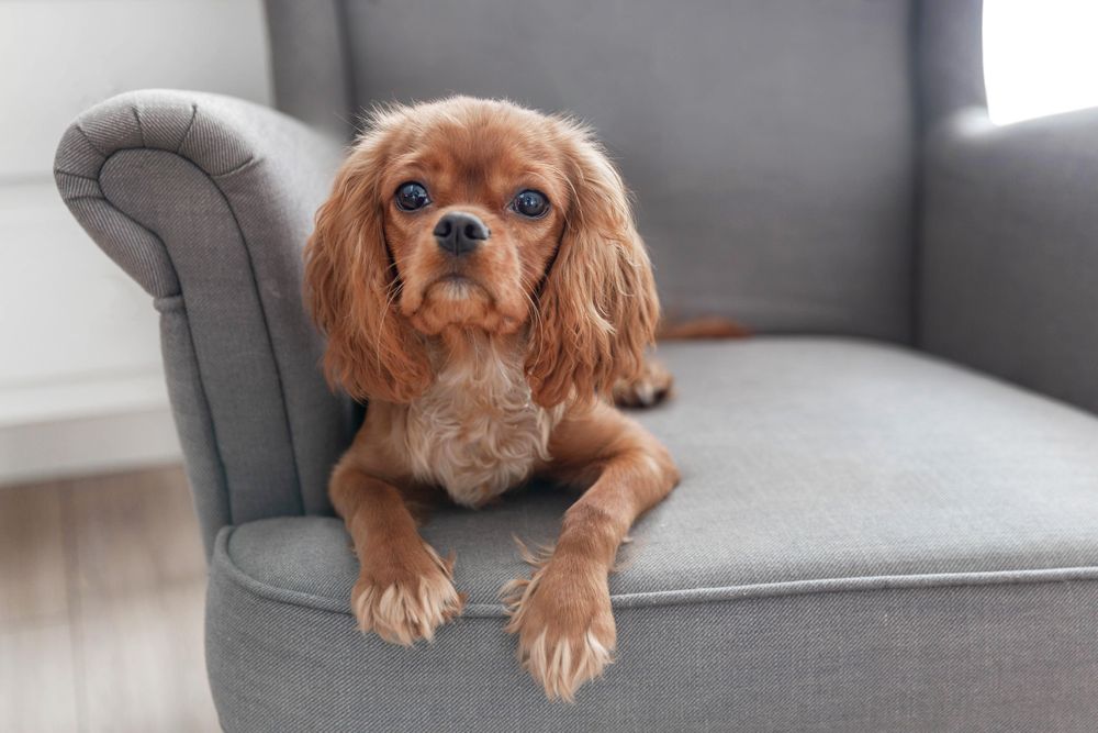 Cavalier spaniel looking up from grey seat