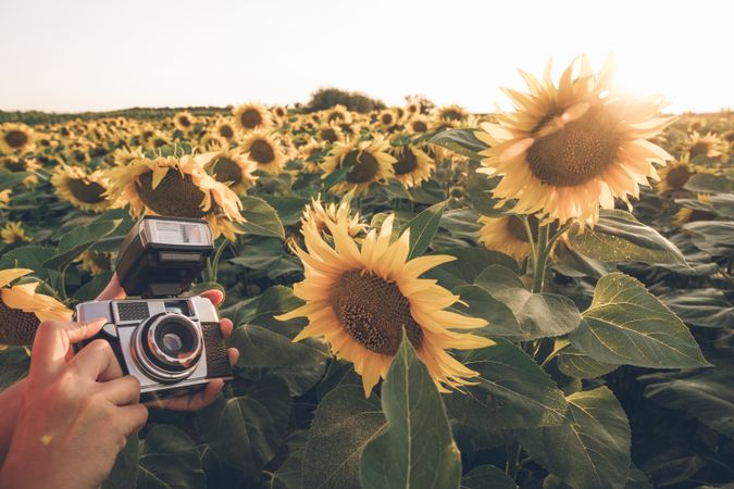 Person photographing sunflower on camera
