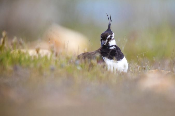Wild lapwing bird on grass