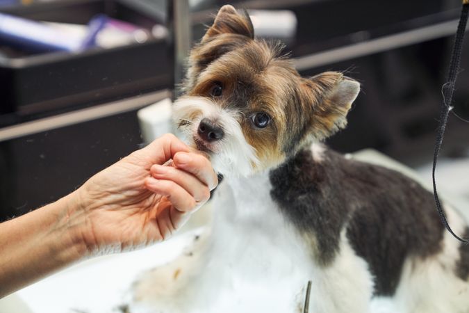 Cute dog looking at camera in grooming salon
