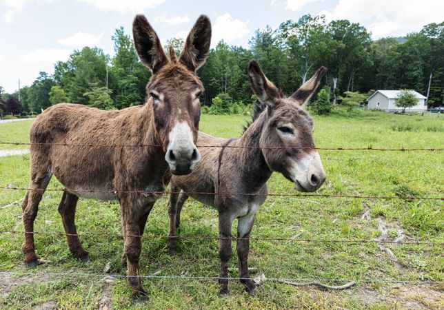 Two young donkeys along the road in rural North Carolina