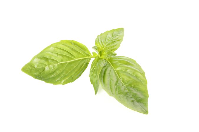 Green leaves of basil isolated on light background, closeup