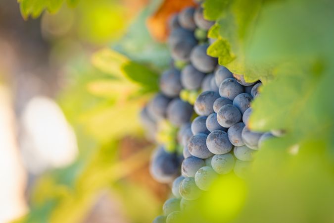 Vineyard with Lush, Ripe Wine Grapes on the Vine Ready for Harvest