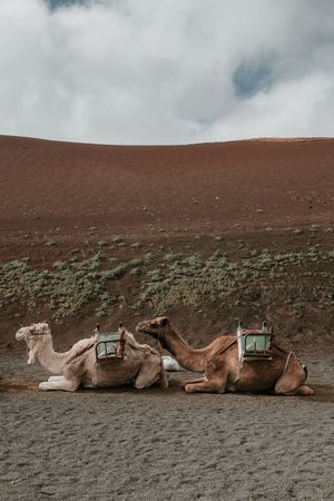 Camels resting near hill