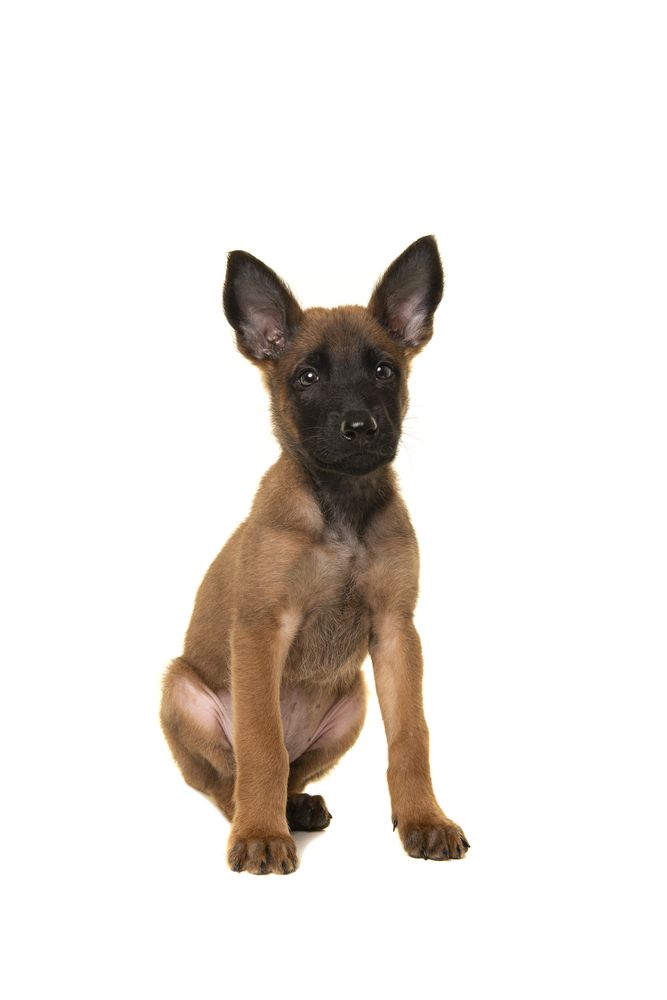 Belgian shepherd or Malinois dog puppy looking at the camera sitting in a studio setting