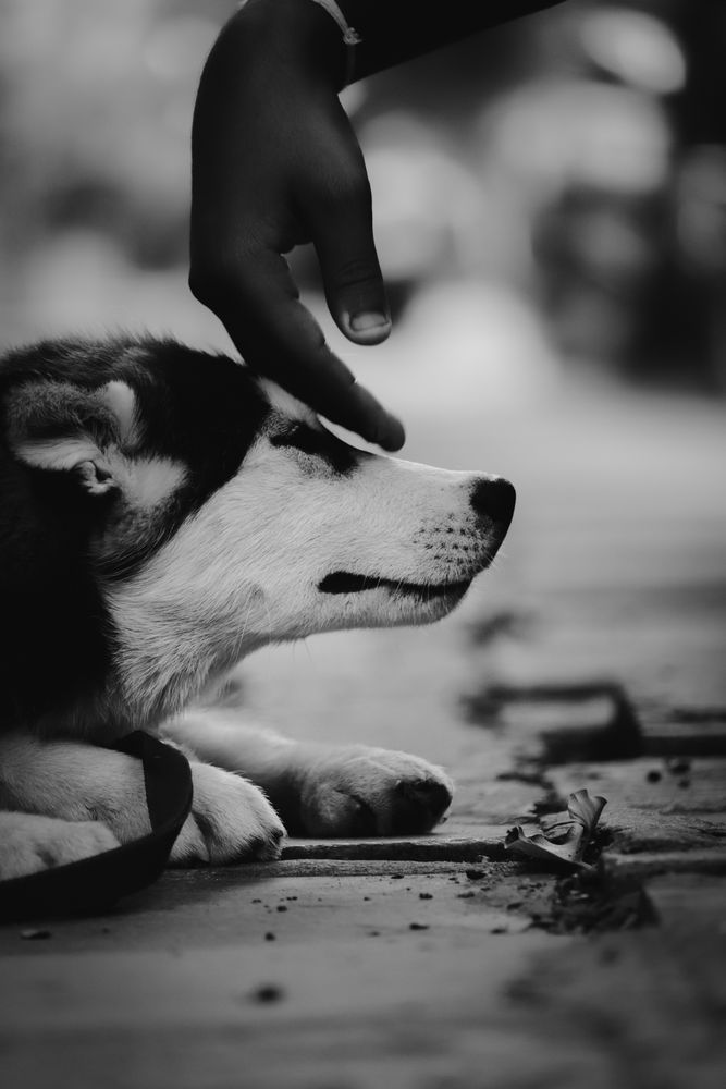 Grayscale photo of Siberian husky puppy