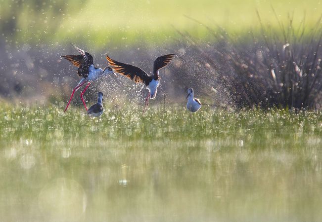 Wild birds playing near water