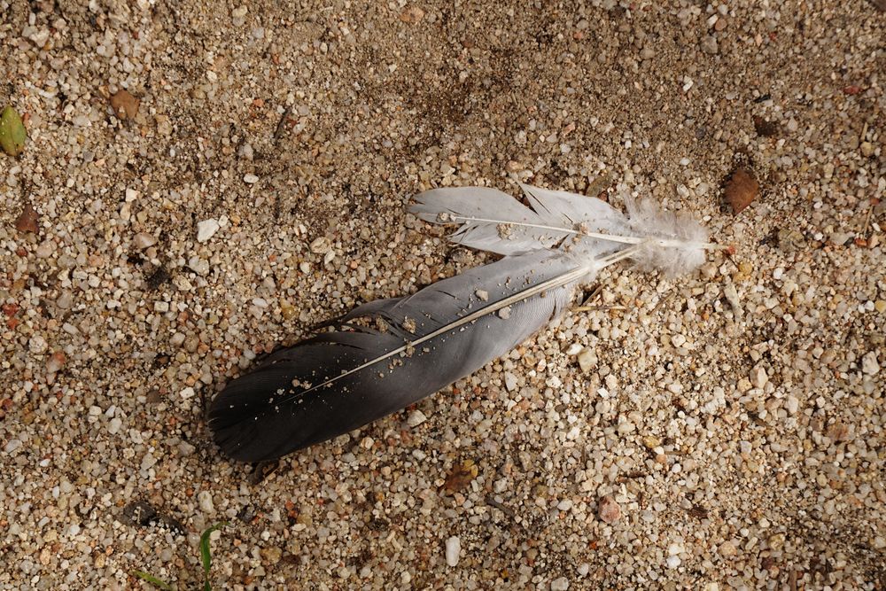 Bird feathers lying on ground