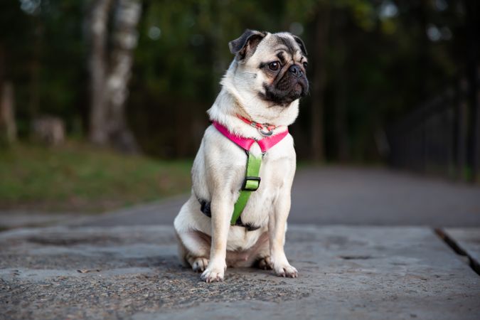 Pug Sitting on Park Alley Close Up