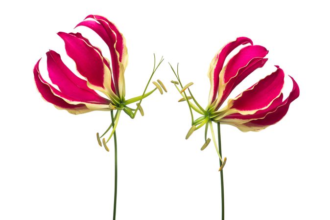 Two blooming gloriosa, glory lilies at a light background