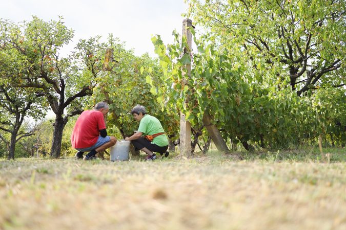 Mature Couple Picking Grapes Together in a Sunny Vineyard.
