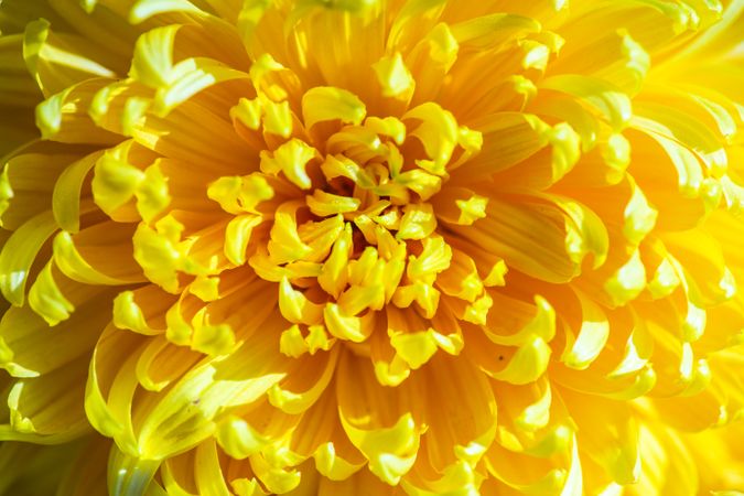 Bright yellow Chrysanthemum flowers in the garden