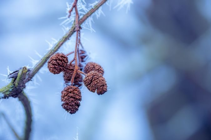 Small pine cones on a wintry day