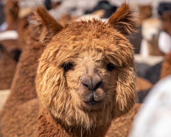 Brown llama in close up
