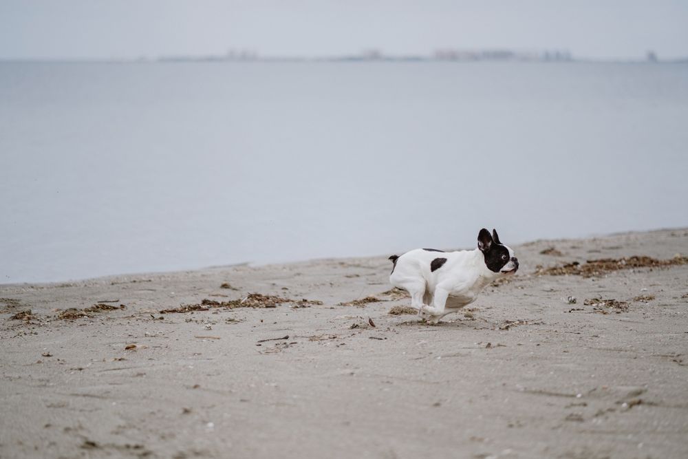 Dog running on beach near sea