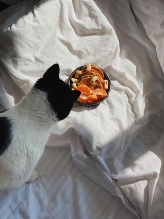 Cat looking down on bowl of orange slices in morning light