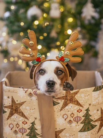 Jack Russell terrier in a box and wearing velvet antler  near Christmas tree