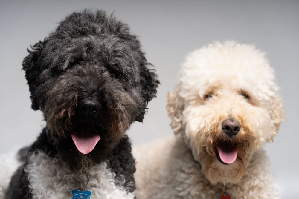 Two king poodles in studio
