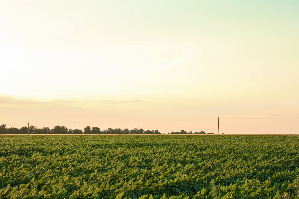 Green sunflower field at sunset, space for text. Agriculture