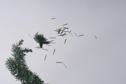 Pine branch of Christmas tree on grey background