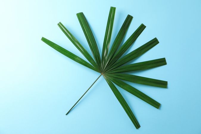 Green washingtonia leaves on blue background, space for text