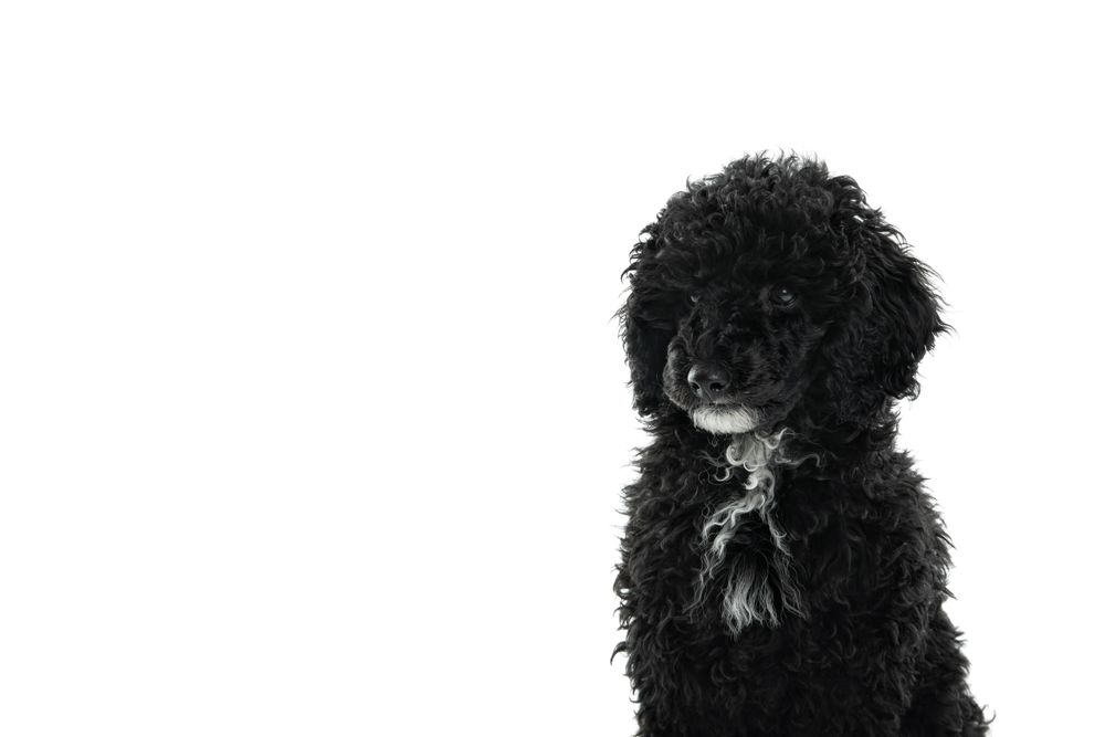 Portrait of cute dog with copy space