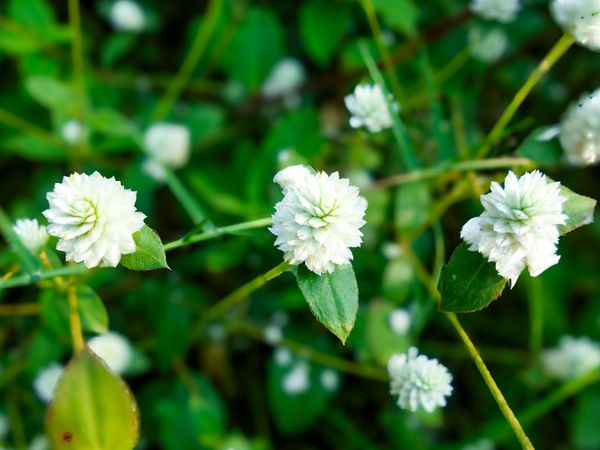 Alternanthera philoxeroides