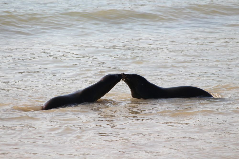 Two Seals on the beach