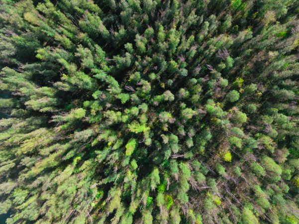 Aerial View of a Lush Spring Forest Canopy