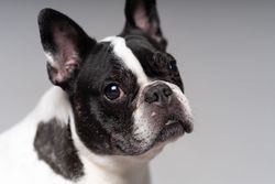 Face of small pitbull in studio shoot