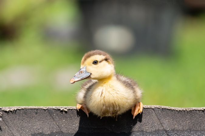 Yellow duckling on gray fence