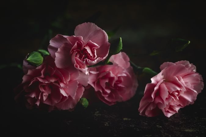 bouquet of pink carnations flowers